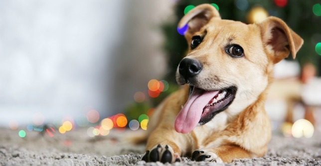 adopt a dog in new mexico