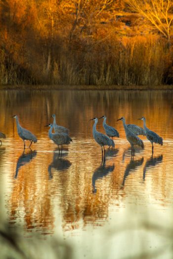 Festival of the Cranes