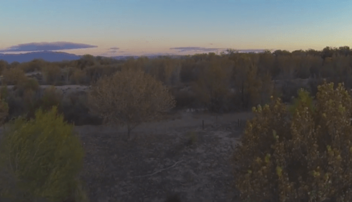 bosque