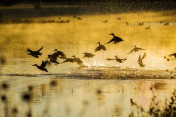 Bosque del Apache