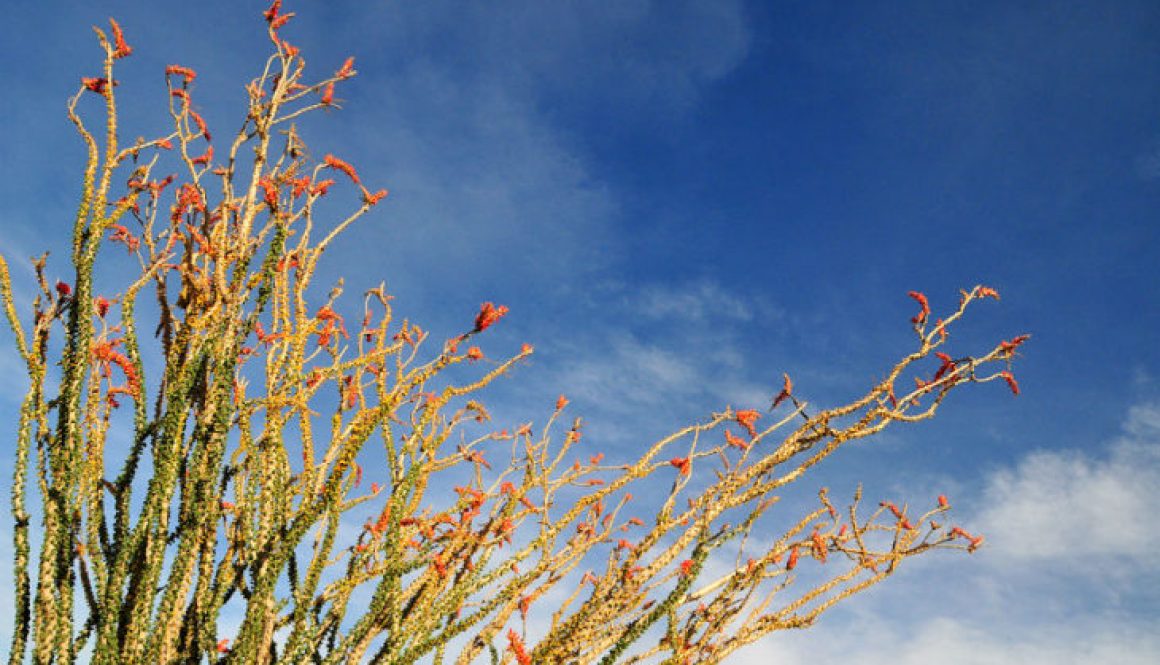 ocotillo-flowers