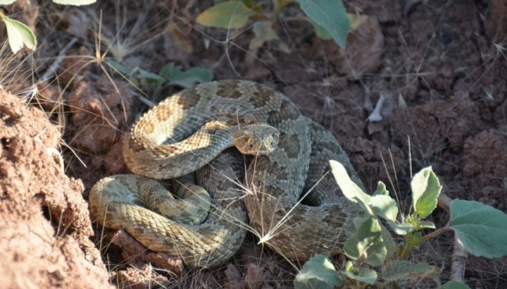 rattlesnake-1627200_960_720