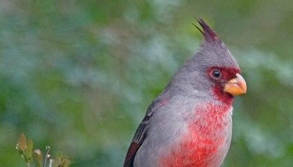 Pyrrhuloxia
